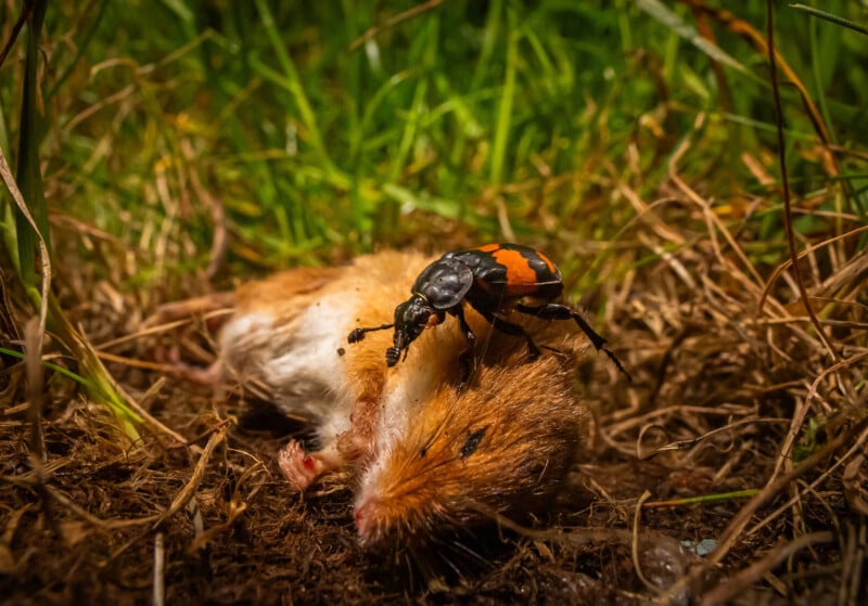 A reddish-brown beetle with black markings crawls on a small dead rodent lying on the ground, surrounded by grass and dirt in an outdoor natural setting.